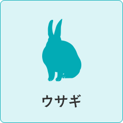 rabbit